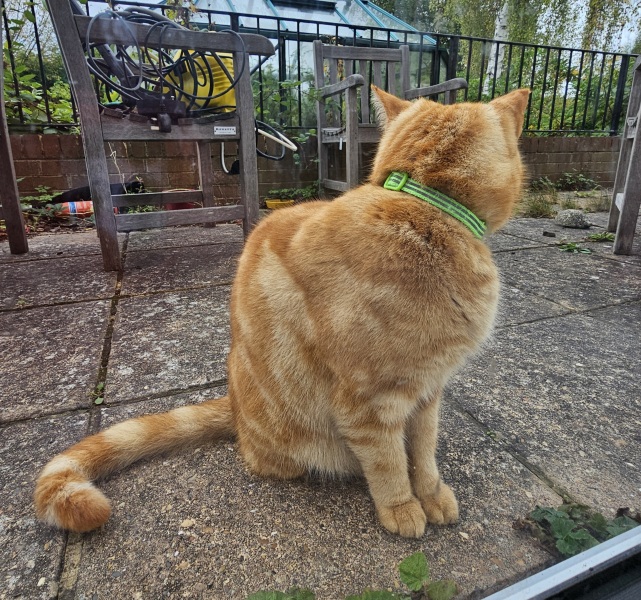 Scottish Tourism - the Excellent Cats debate Gizmo's suitability as a top influencer