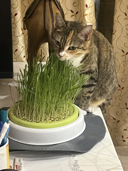 Scottish Tourism - the Excellent Cats debate Gizmo's suitability as a top influencer