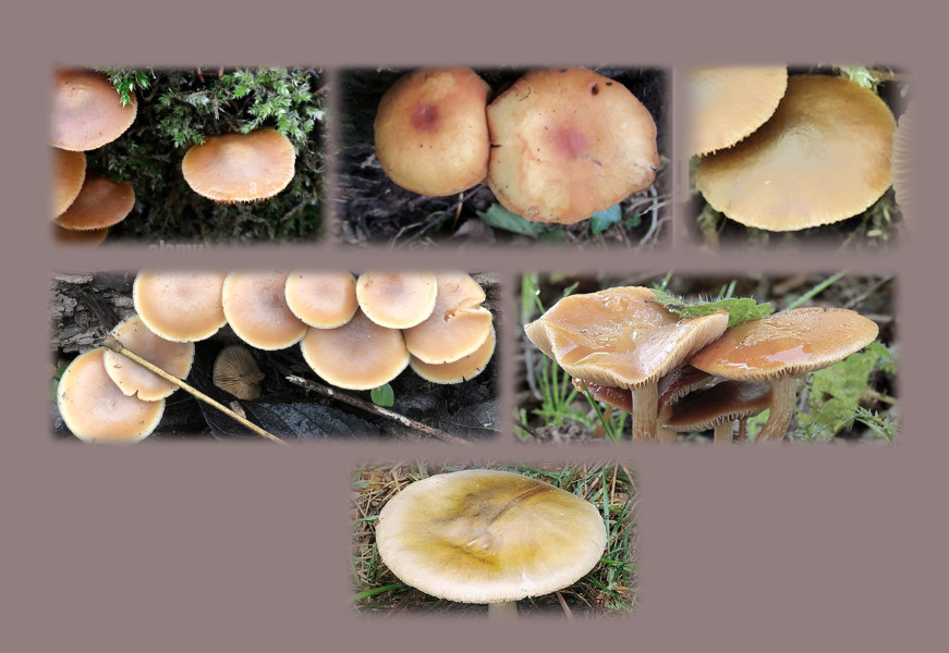 Year round Nigel Slater discussion thread Part 2