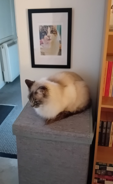 Scottish Tourism - the Excellent Cats debate Gizmo's suitability as a top influencer
