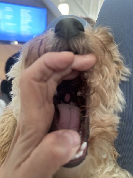 Pink mark in dog’s mouth