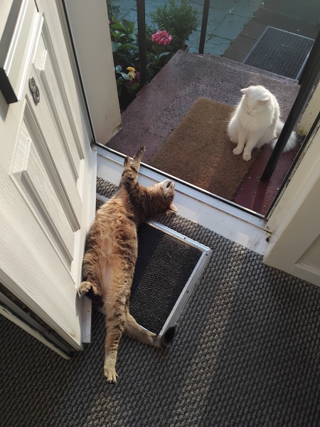 Scottish Tourism - the Excellent Cats debate Gizmo's suitability as a top influencer