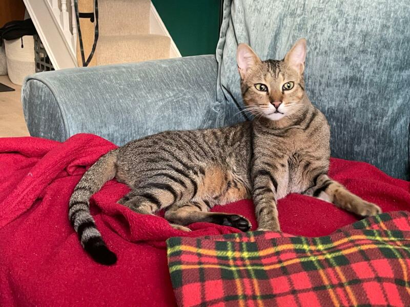 Introducing Marvin the Mau