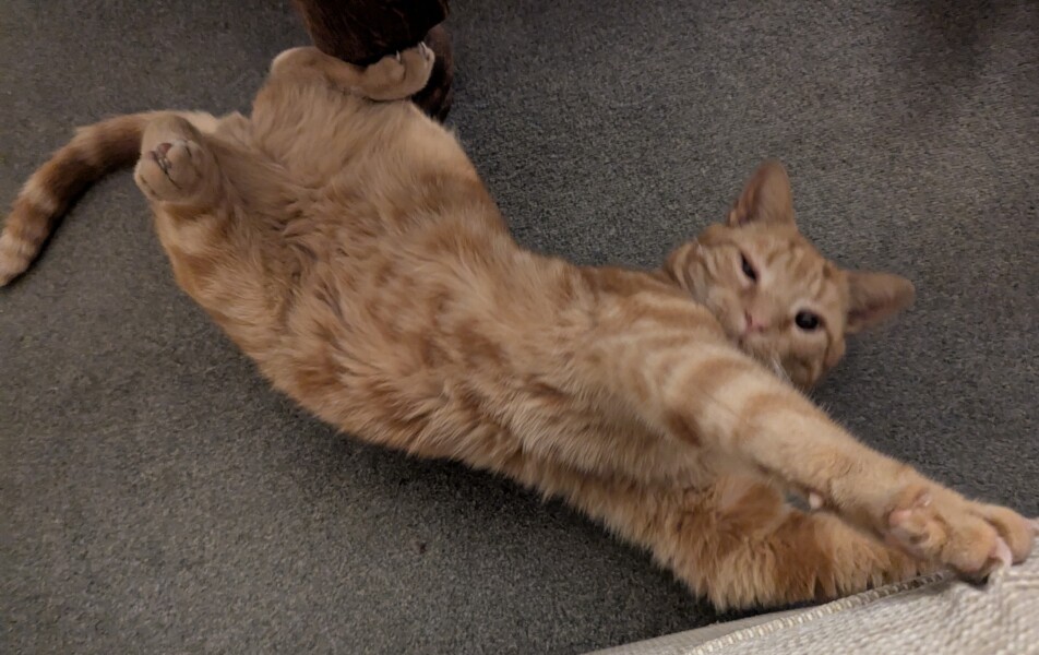 How many times a day do you feed your cat?