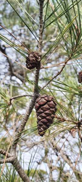 Poncetastic Christmas 2025