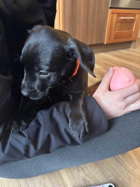 Puppy survival thread! All welcome!