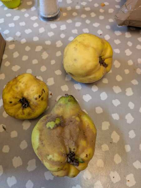 This should probably be under recipe topic but what on earth do you do with quinces please?