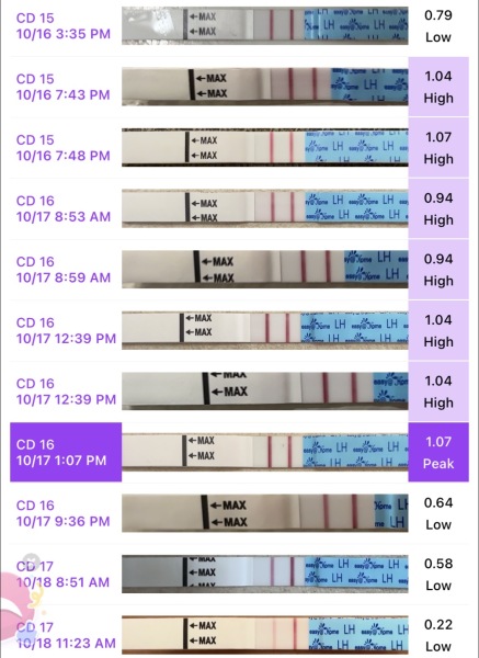 Sex 8 hours after ovulation…boy possibility?