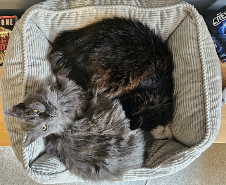 Scottish Tourism - the Excellent Cats debate Gizmo's suitability as a top influencer