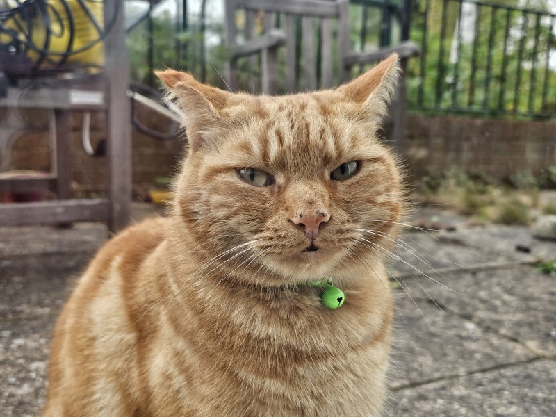 Thread 35 Starmer: Old and smelling of roses