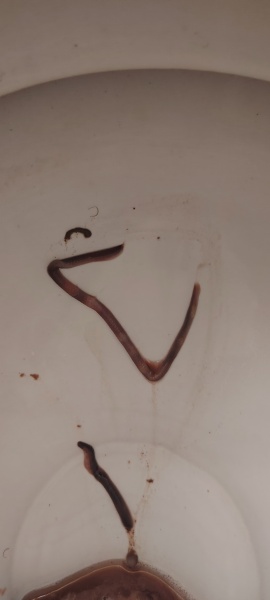 There’s a worm in my toilet