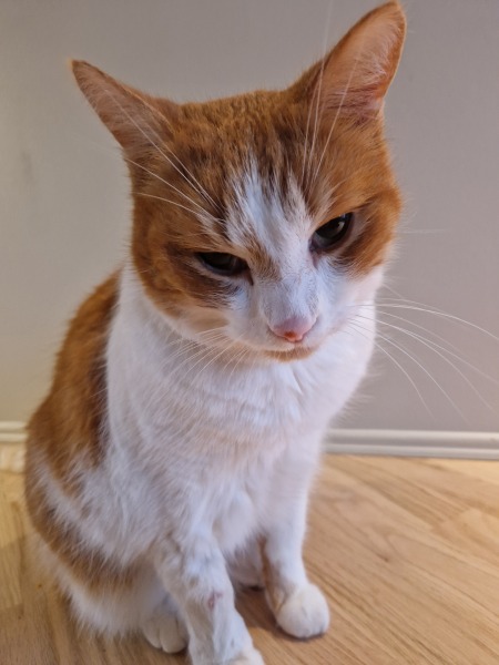 Scottish Tourism - the Excellent Cats debate Gizmo's suitability as a top influencer