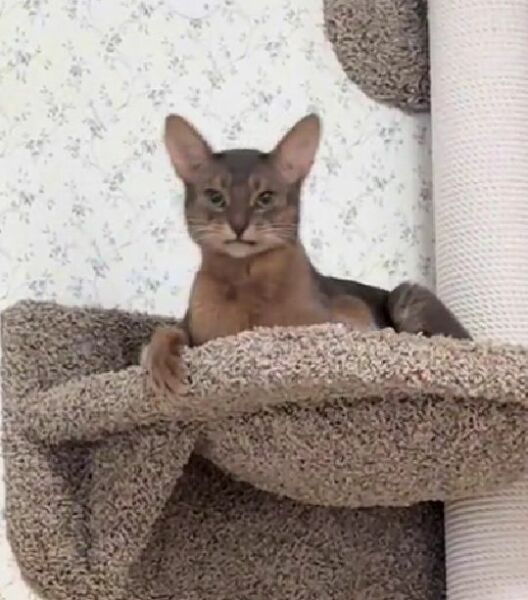 Nothing special about me AMA