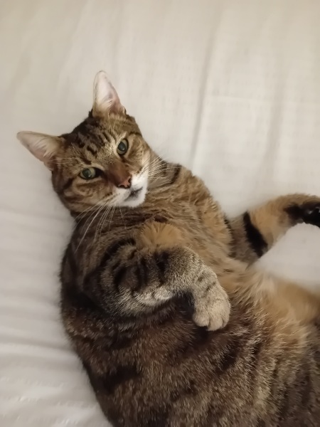 Scottish Tourism - the Excellent Cats debate Gizmo's suitability as a top influencer
