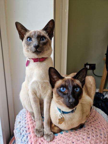 Talk to me about adopting 2 cats instead of one