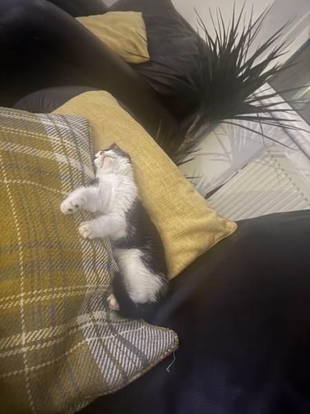 To get 2 kittens?