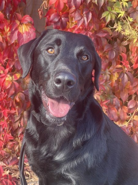 Beyond Adolescence - a thread to chat about grown up dogs, cake and anything else, excluding coffee.