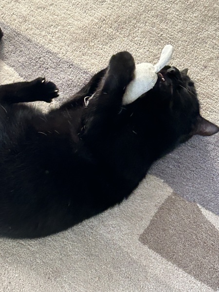 Scottish Tourism - the Excellent Cats debate Gizmo's suitability as a top influencer