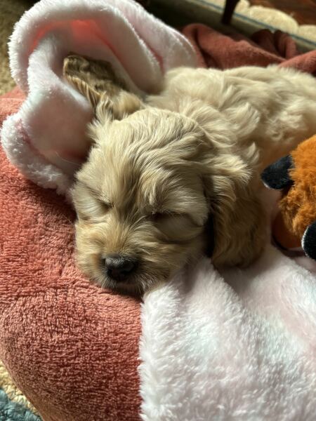 New puppy help please!