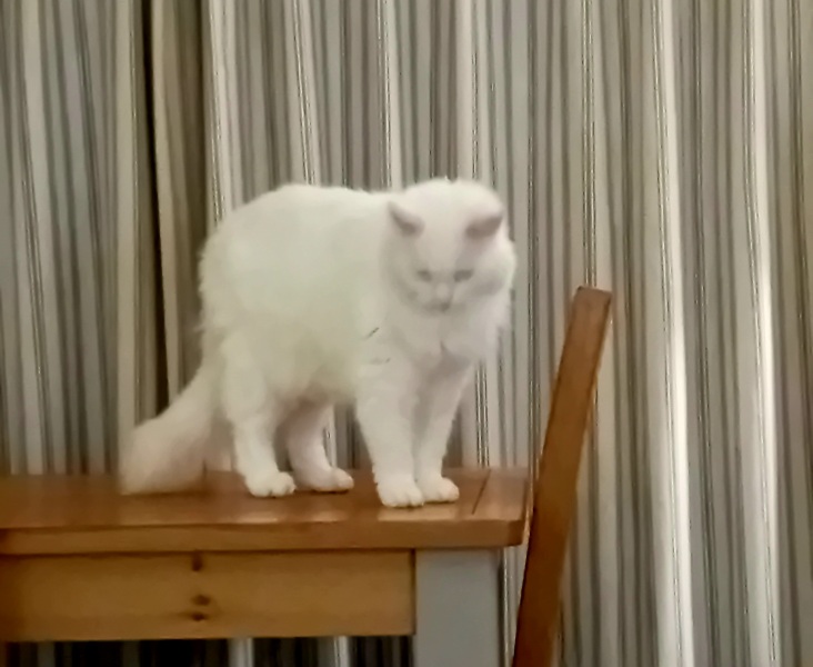 Scottish Tourism - the Excellent Cats debate Gizmo's suitability as a top influencer