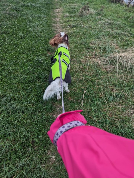 Beyond Adolescence - a thread to chat about grown up dogs, cake and anything else, excluding coffee.