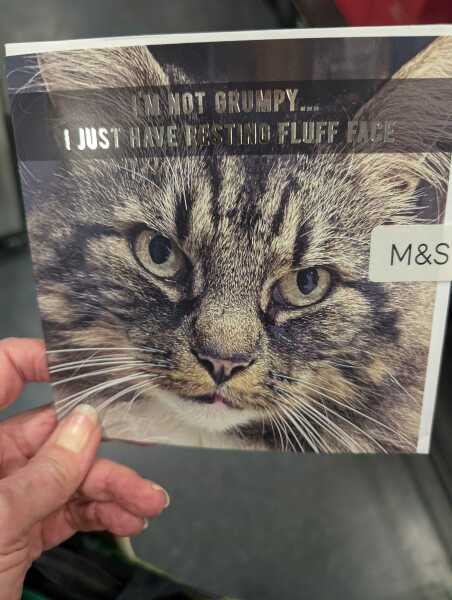 Scottish Tourism - the Excellent Cats debate Gizmo's suitability as a top influencer