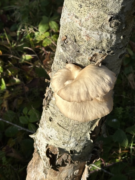 Year round Nigel Slater discussion thread Part 2