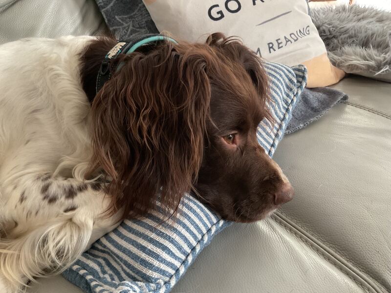 Thread 36 Starmer - Triggered by ads and Da iawn, Caerffili.