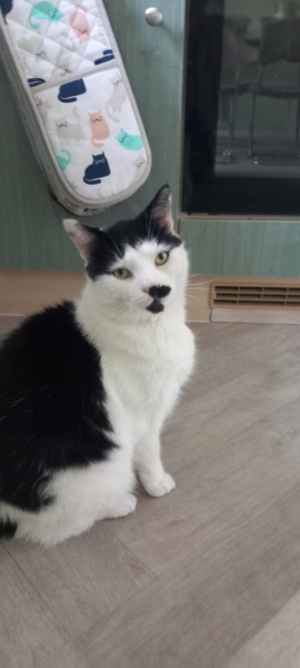 Scottish Tourism - the Excellent Cats debate Gizmo's suitability as a top influencer