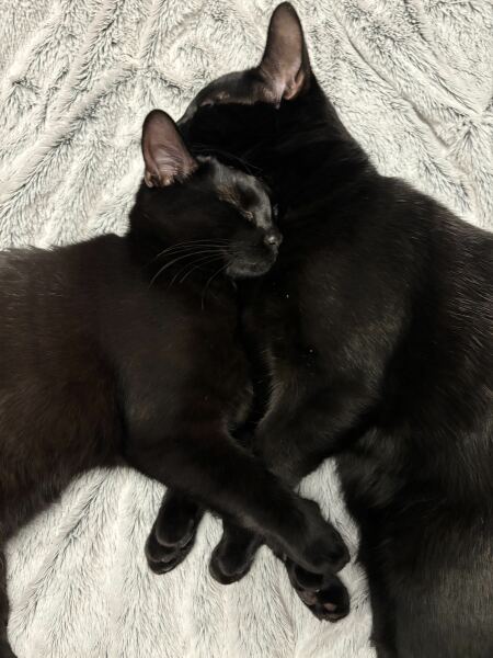To get 2 kittens?