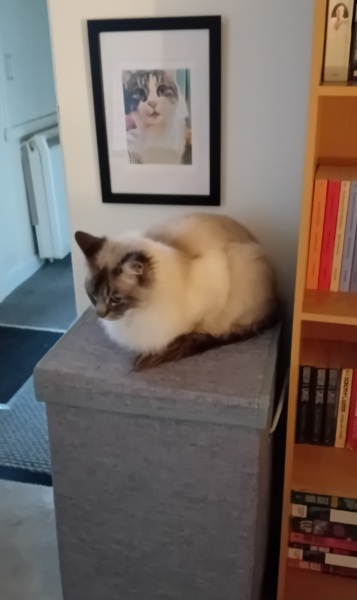 Scottish Tourism - the Excellent Cats debate Gizmo's suitability as a top influencer