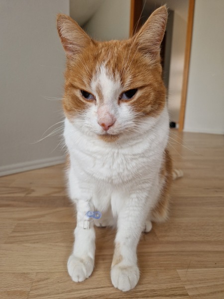 Scottish Tourism - the Excellent Cats debate Gizmo's suitability as a top influencer