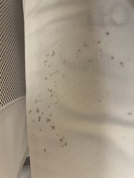Urgent advise needed- is this bed bugs?