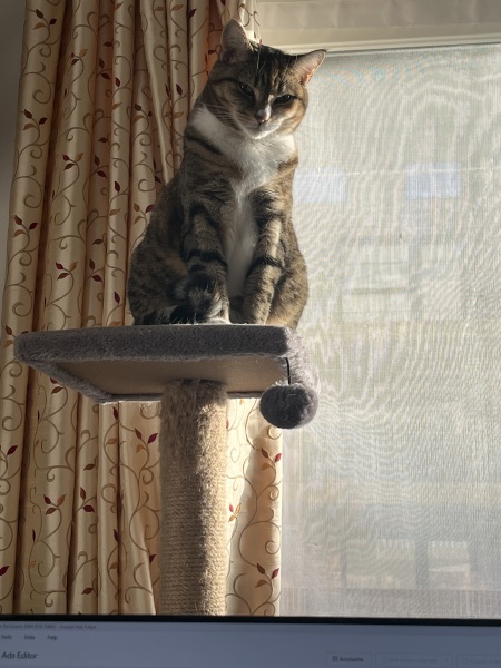 Scottish Tourism - the Excellent Cats debate Gizmo's suitability as a top influencer
