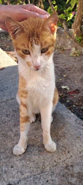 Thread 35 Starmer: Old and smelling of roses