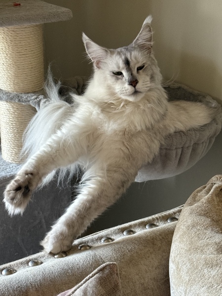 Scottish Tourism - the Excellent Cats debate Gizmo's suitability as a top influencer