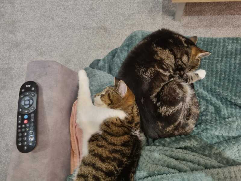 Talk to me about adopting 2 cats instead of one
