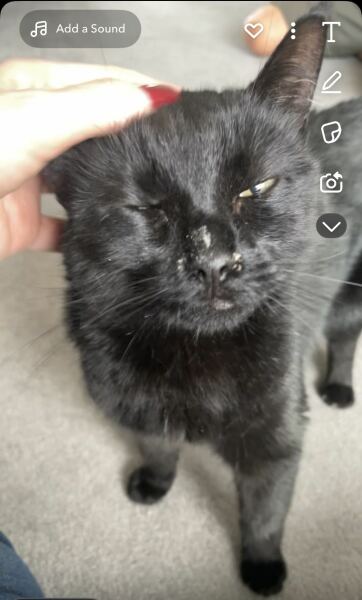 Missing Cat - Any Happy Outcomes?