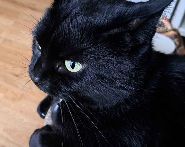 Kelly v Leonardo Employment Tribunal 29th September 10am