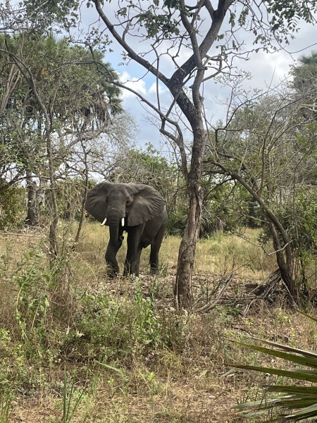 Tanzania safari & Zanzibar