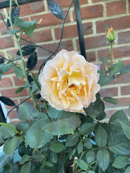 Alternatives for David Austin rose 'Munstead Wood'?