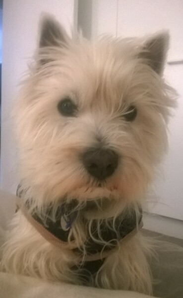 Could there be stricter rules on dog ownership?