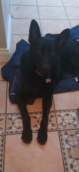 Does anyone have a German shepherd?