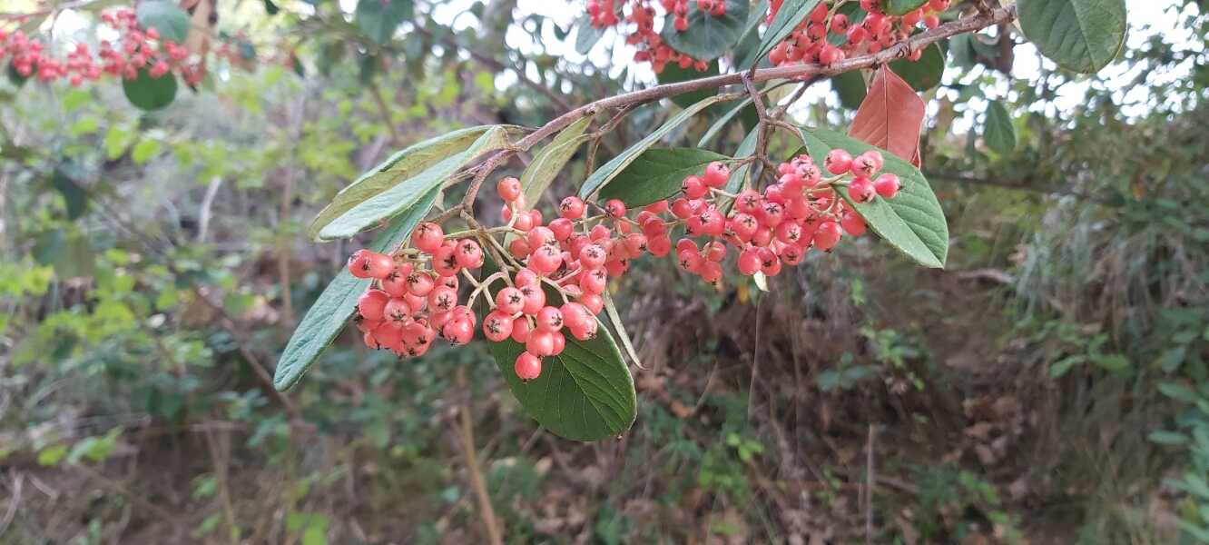 Poncetastic Christmas 2025