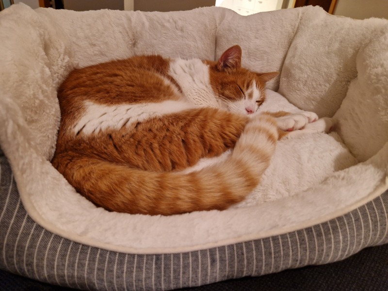 Scottish Tourism - the Excellent Cats debate Gizmo's suitability as a top influencer