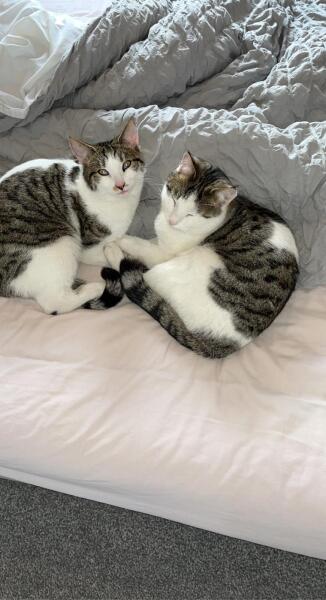 Talk to me about adopting 2 cats instead of one
