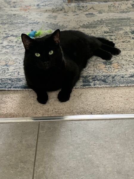 Thread 36 Starmer - Triggered by ads and Da iawn, Caerffili.