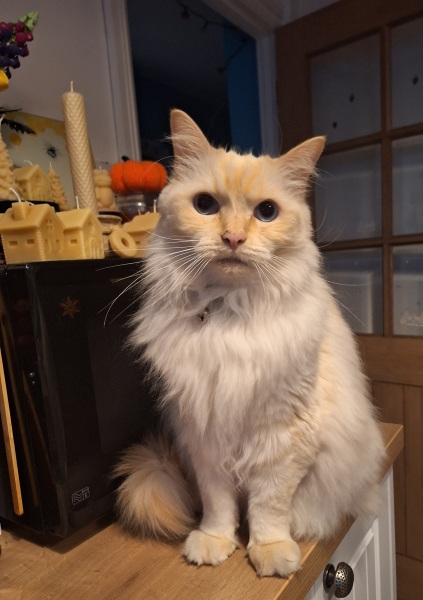 The Nigel Slater Christmas Chronicles Readalong 2025