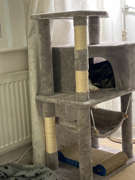 Cat tree - yes or no?