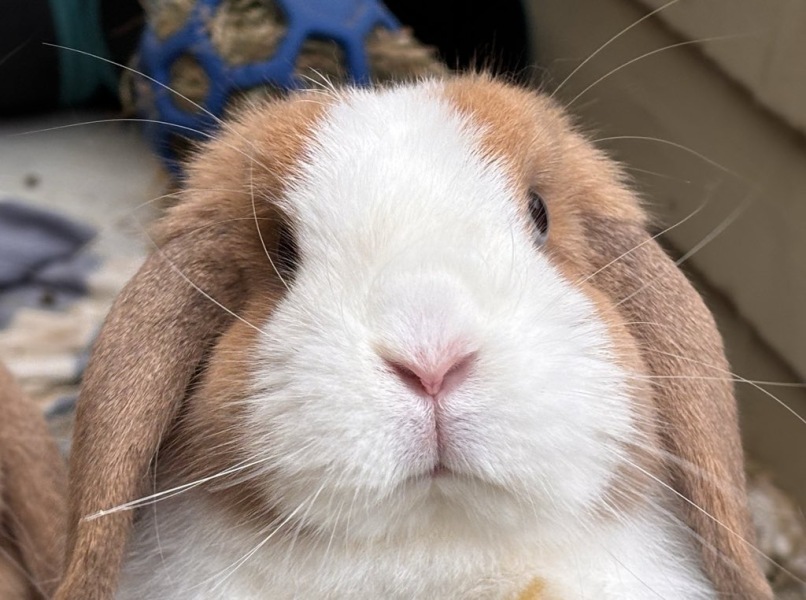 TRAs online attack on a bunny rescue